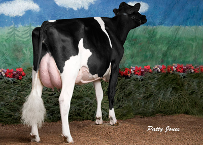 Comestar Goldwyn Lilac