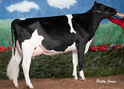 Comestar Goldwyn Lilac